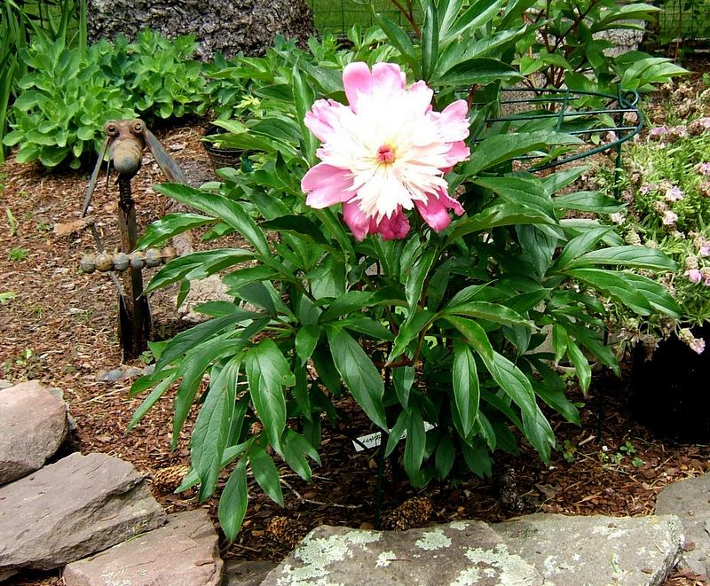 Photo of Peony (Paeonia lactiflora 'Bowl of Beauty') uploaded by pirl