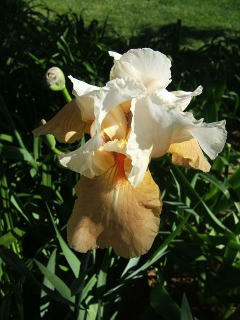 Photo of Tall Bearded Iris (Iris 'Champagne Elegance') uploaded by pirl