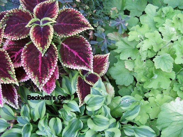 Photo of Coleus (Coleus scutellarioides 'Beckwith's Gem') uploaded by pirl
