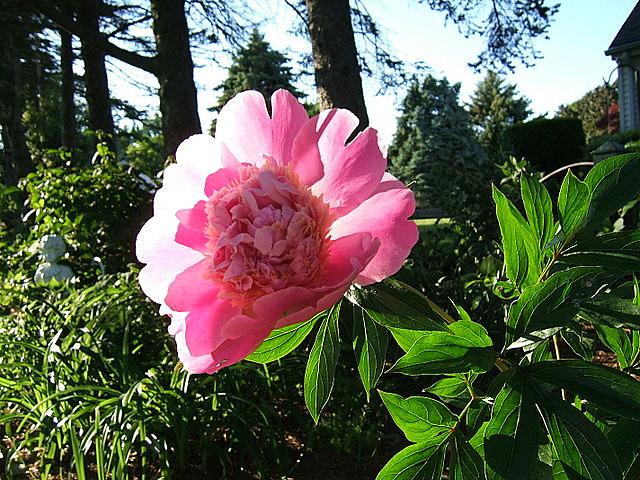 Photo of Peony (Paeonia lactiflora 'Bowl of Beauty') uploaded by pirl