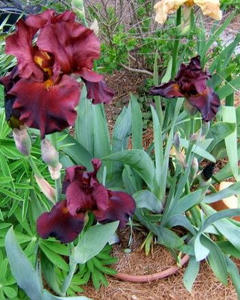 Photo of Tall Bearded Iris (Iris 'Rip City') uploaded by pirl