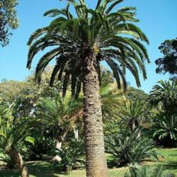 Location: Durban Botanic Gardens, South Africa
credit: Purves, M.
