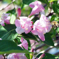 Location: My Gardens
Date: May 24, 2009
Attractive To Bees Also