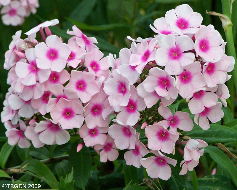 Photo of Garden Phlox (Phlox paniculata 'Prime Minister') uploaded by TBGDN