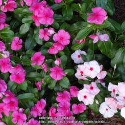Location: My Cincinnati Ohio garden
Date: September 2013
Easy to grow annual in full bloom