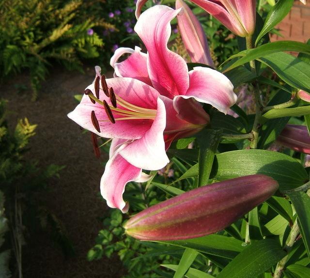 Photo of Lily (Lilium 'Paraguay') uploaded by pirl