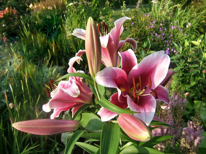 Photo of Lily (Lilium 'Paraguay') uploaded by pirl