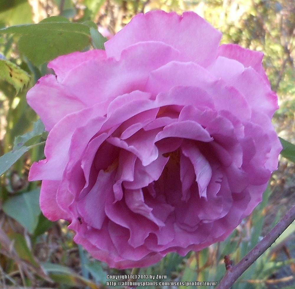 Photo of Rose (Rosa 'Chantilly Lace') uploaded by zuzu
