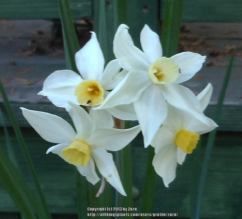 Photo of Daffodils (Narcissus) uploaded by zuzu