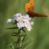 A small flowerhead, with Meadow Fritillary, our smallest frit. Sh