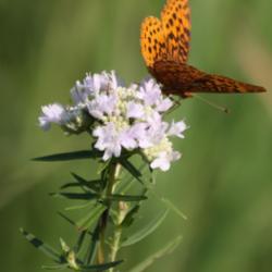 Location: Chiefswood, Ontario
Date: 2012-07-28
A small flowerhead, with Meadow Fritillary, our smallest frit. Sh