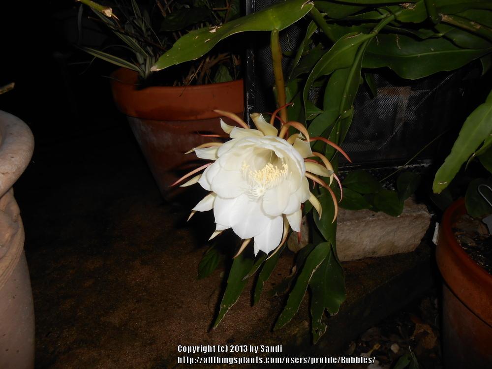 Photo of Queen of the Night (Epiphyllum oxypetalum) uploaded by Bubbles