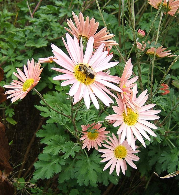 Other photos of Hardy Chrysanthemum  Chrysanthemum x rubellum 39;Clara 