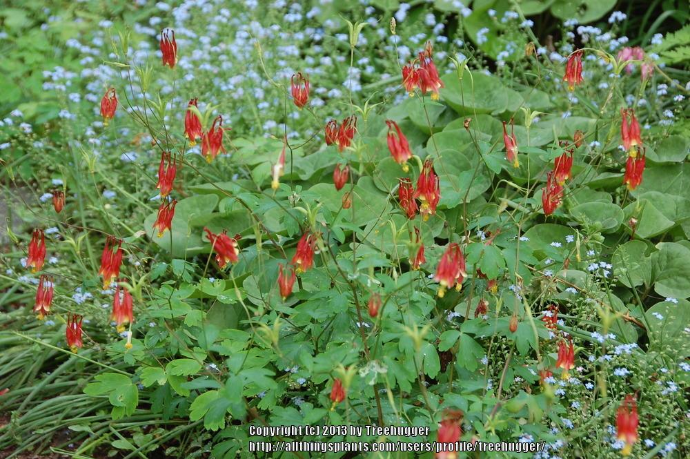 Photo of Eastern Red Columbine (Aquilegia canadensis) uploaded by treehugger