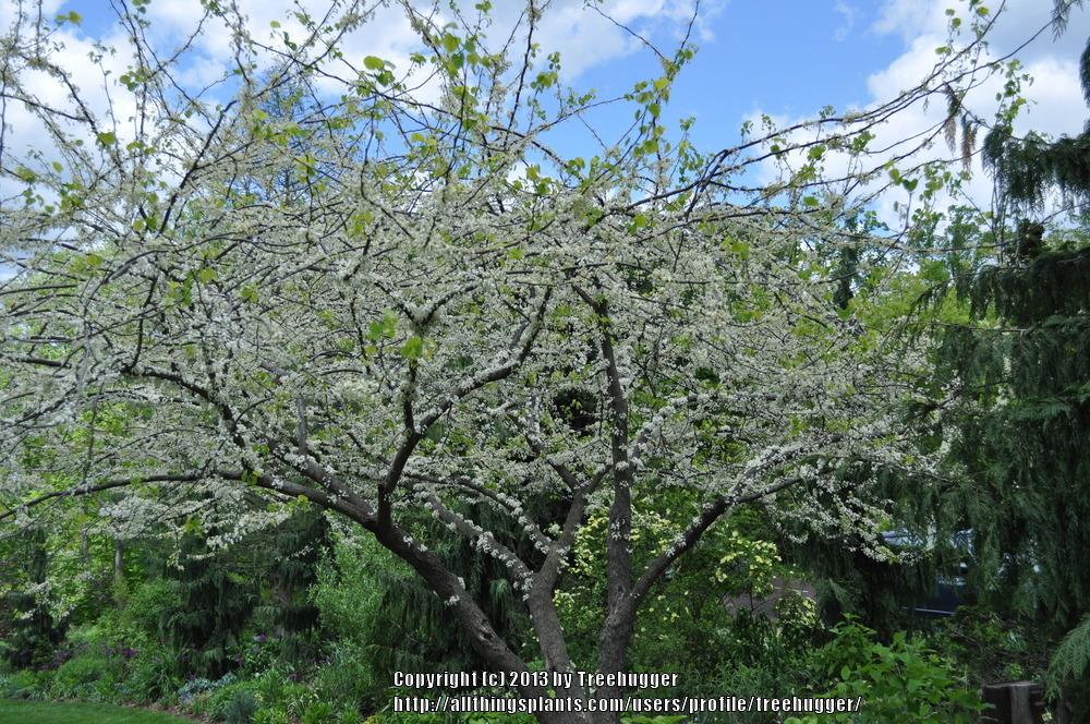 Photo of Eastern Redbud (Cercis canadensis var. canadensis 'Alba') uploaded by treehugger