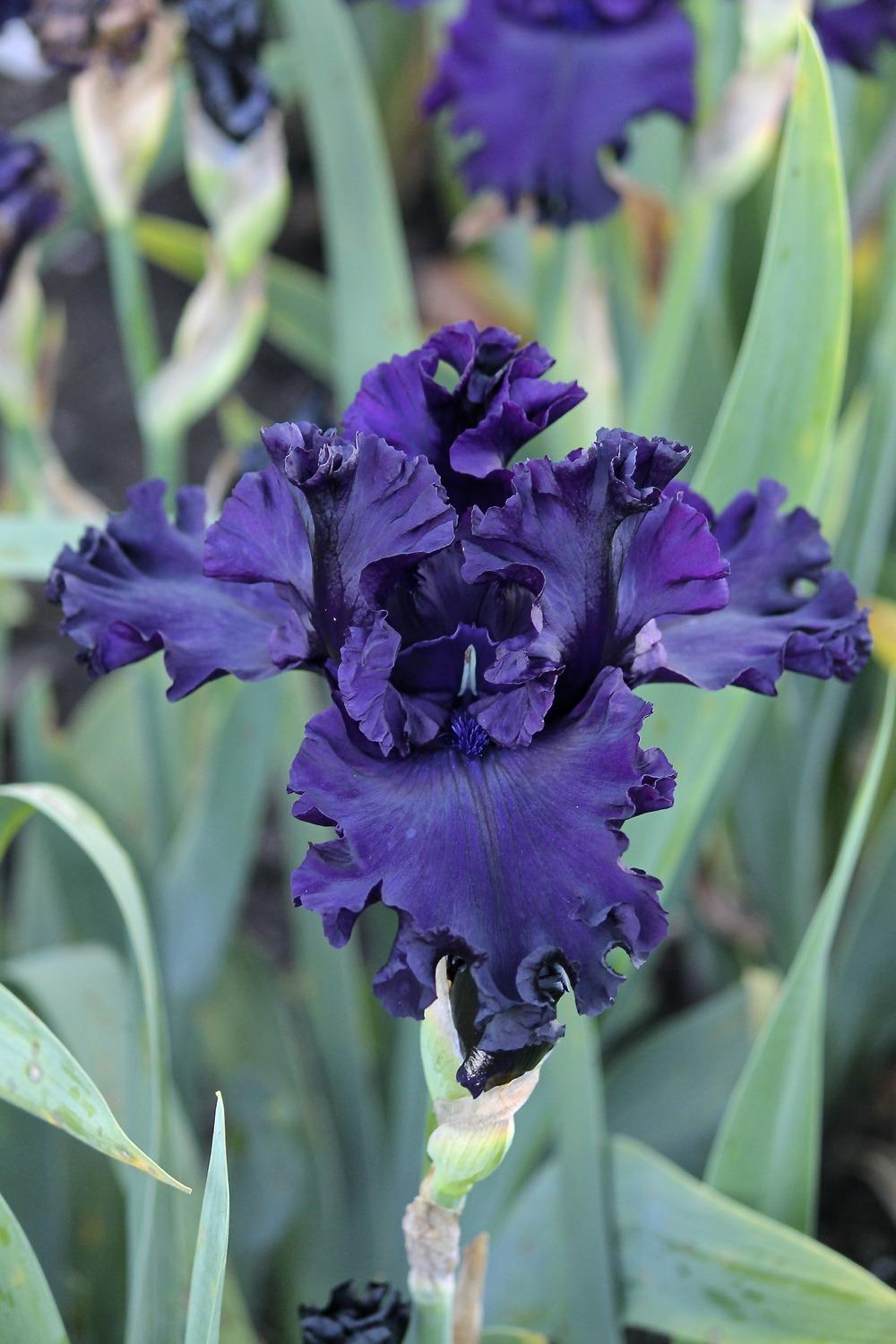 Photo of Tall Bearded Iris (Iris 'All Night Long') uploaded by ARUBA1334