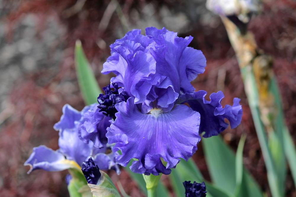 Photo of Tall Bearded Iris (Iris 'Baltic Sea') uploaded by ARUBA1334