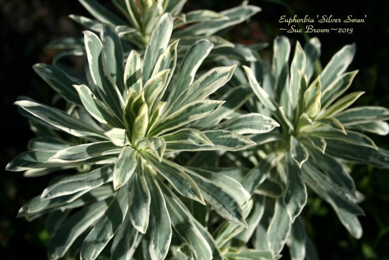 Photo of Euphorbia (Euphorbia characias Silver Swan) uploaded by Calif_Sue