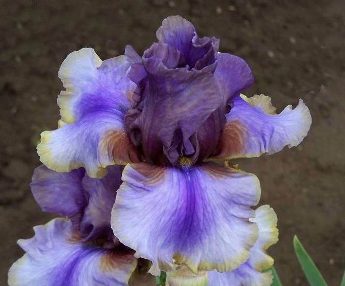 Photo of Tall Bearded Iris (Iris 'American Maid') uploaded by diggit