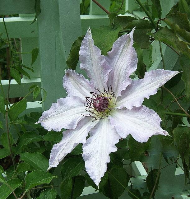 Photo of Clematis Claire de Lune™ uploaded by pirl