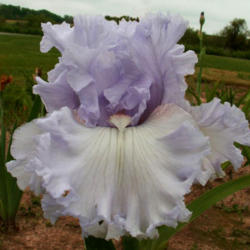 Location: Indiana
Date: May 2013
Tall bearded iris 'Royal Sterling'