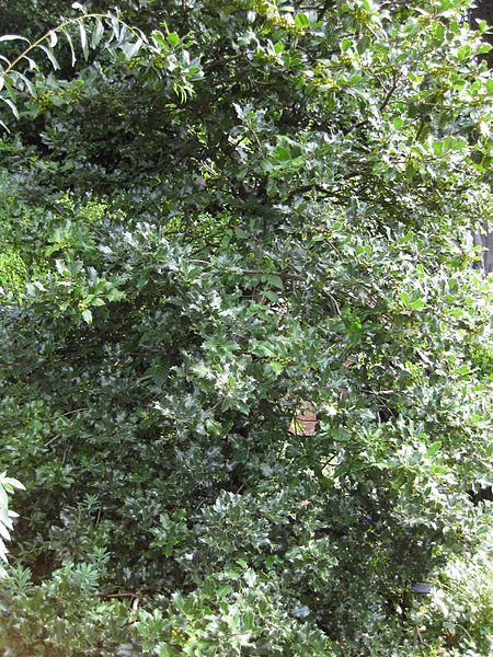 Photo of European Holly (Ilex aquifolium) uploaded by robertduval14