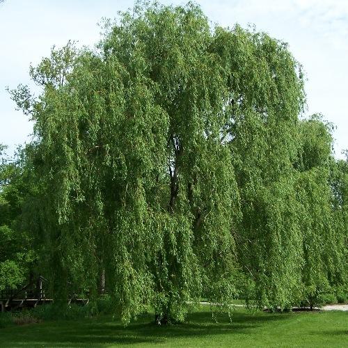 Photo of Golden Weeping Willow (Salix x sepulcralis) uploaded by robertduval14