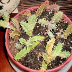 
Date: 2013-11-28
Cuttings rooting
