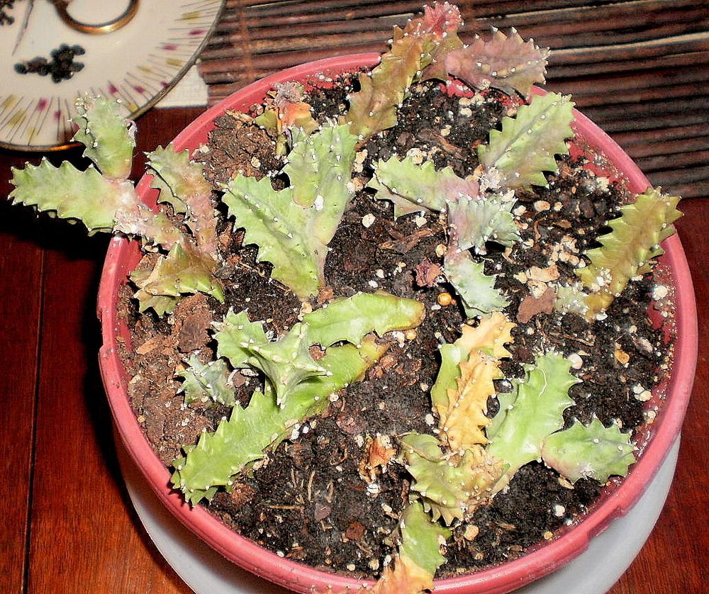 Photo of Lifesaver Plant (Ceropegia zebrina subsp. zebrina) uploaded by SongofJoy