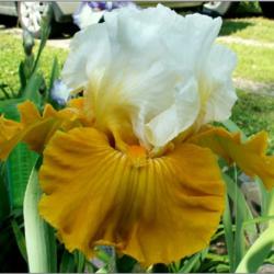Location: Indiana
Date: May 2013
Tall bearded iris 'Tour de France'
