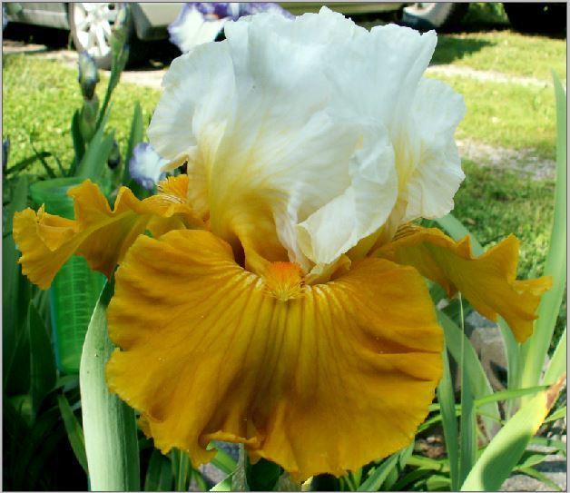 Photo of Tall Bearded Iris (Iris 'Tour de France') uploaded by diggit