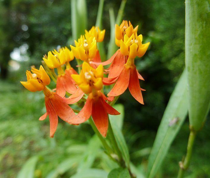 Photo of Tropical Milkweed (Asclepias curassavica) uploaded by robertduval14