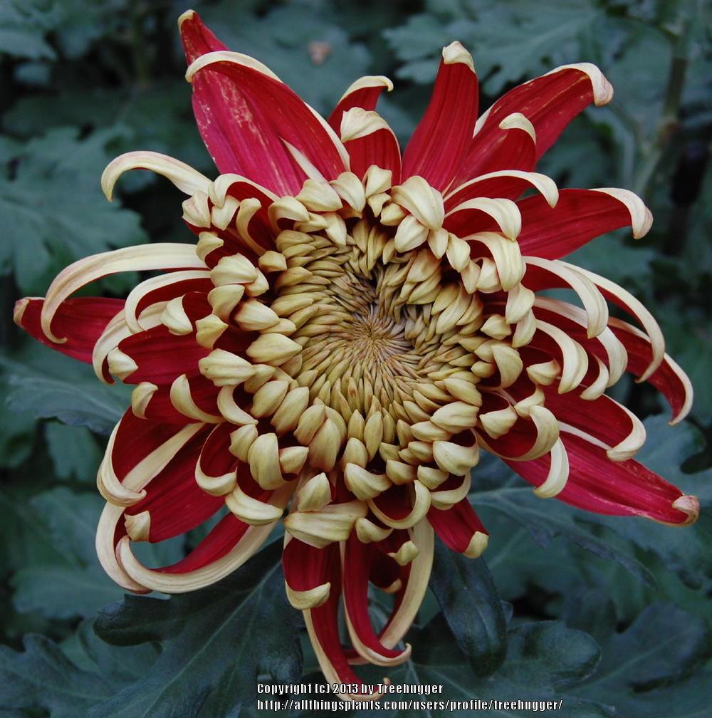 Photo of Irregular Incurve Mum (Chrysanthemum 'Crimson Tide') uploaded by treehugger