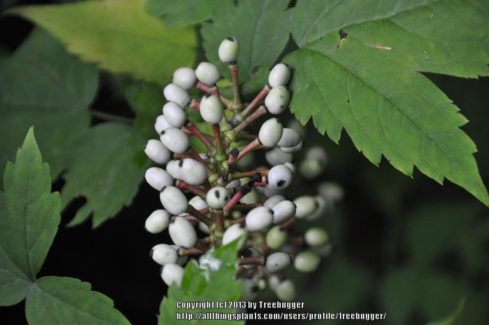 Photo of Doll's Eyes (Actaea pachypoda) uploaded by treehugger