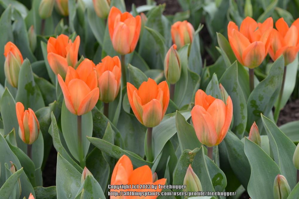 Photo of Fosteriana Tulip (Tulipa 'Orange Emperor') uploaded by treehugger