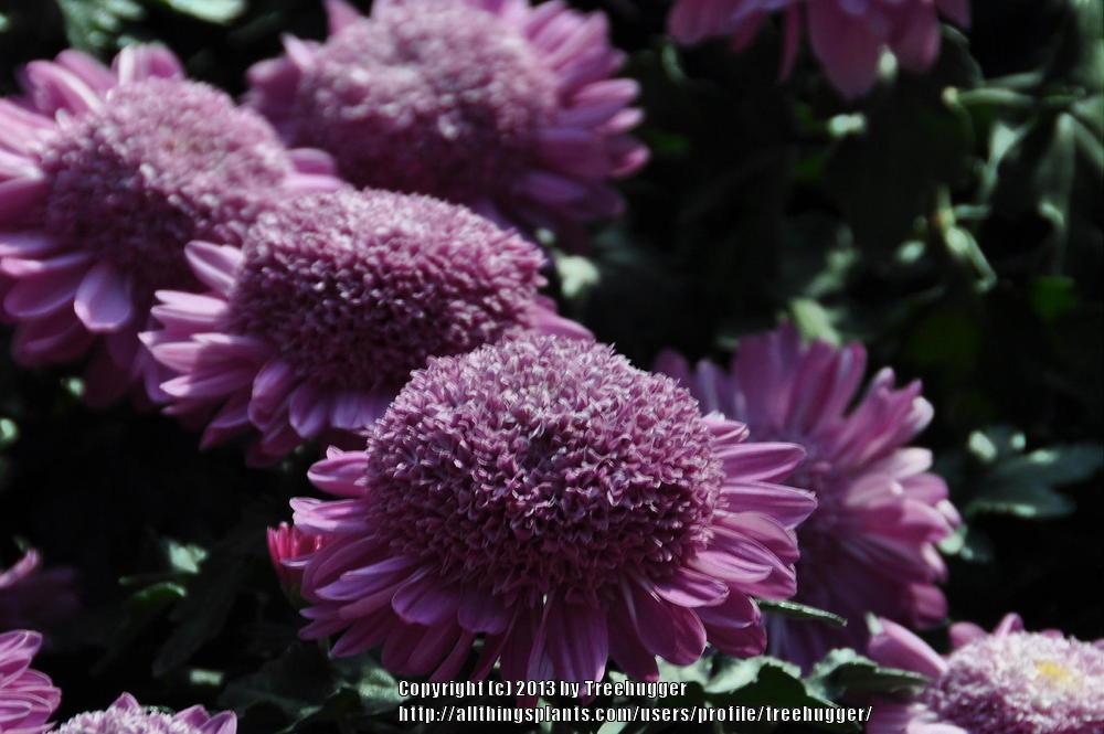 Photo of Anemone Mum (Chrysanthemum 'Purple Light') uploaded by treehugger