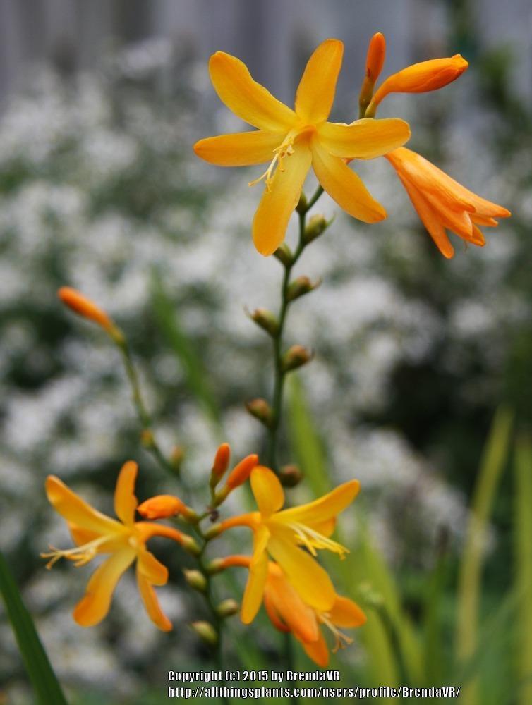Photo of Montbretia (Crocosmia x crocosmiiflora 'George Davison') uploaded by BrendaVR
