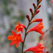 Red with hints of orange, more upright flower spike than 'Lucifer