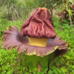 Location: Macleay Island, Queensland, Australia
Date: 2013-11-29
Flower 16"tall and 15"diameter