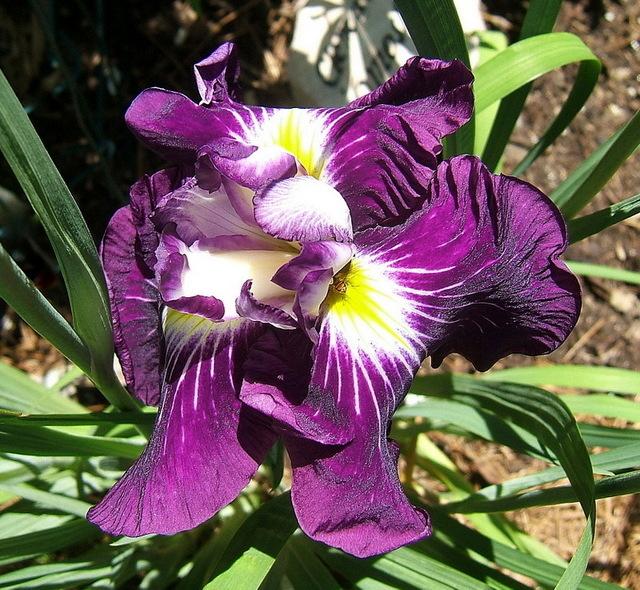 Photo of Japanese Iris (Iris ensata 'Dirigo Red Rocket') uploaded by pirl