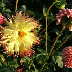Location: The Park
Date: 2013-10-05
Garden setting with dahlia 'Chimacum  Luke' on the right.