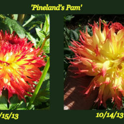 Location: The Park
Date: 2013 Fall
Shows the change in coloring over just one month.