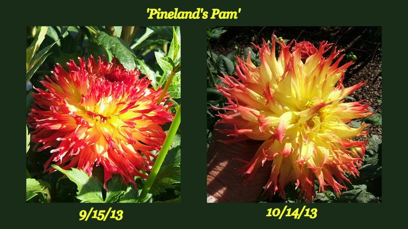 Photo of Laciniated Dahlia (Dahlia 'Pinelands Pam') uploaded by pirl
