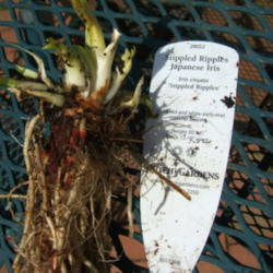 Location: Work area
Date: 2008-0421
As received, ready for planting. Nice healthy roots and a total o