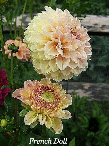 Photo of Dahlia 'French Doll' uploaded by pirl