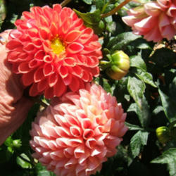 Location: The Park
Date: 2013-1014
Changes color in the fall as many dahlias do.