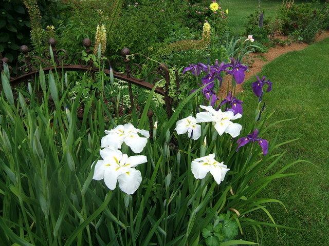 Photo of Japanese Iris (Iris ensata 'Innocence') uploaded by pirl