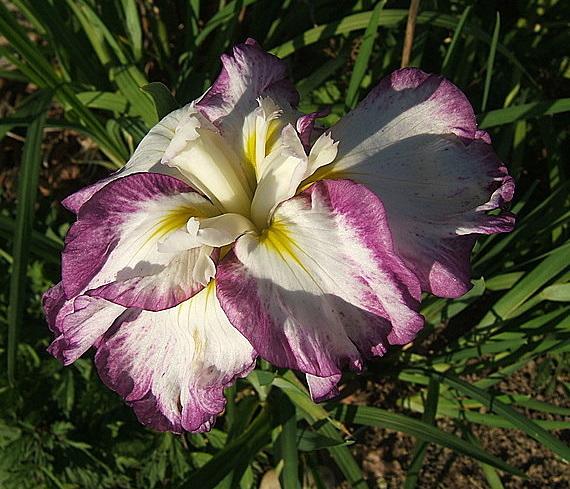 Photo of Japanese Iris (Iris ensata 'Stippled Ripples') uploaded by pirl