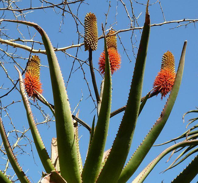 Photo of Bottlebrush Aloe (Aloe rupestris) uploaded by robertduval14