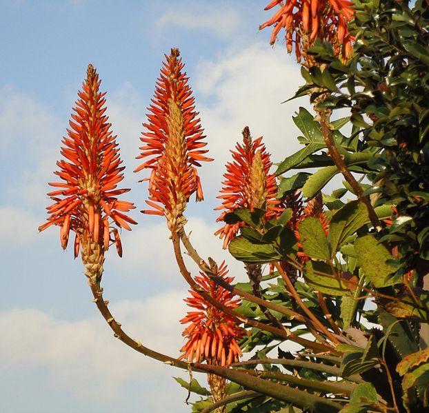 Photo of Krantz Aloe (Aloe arborescens) uploaded by robertduval14